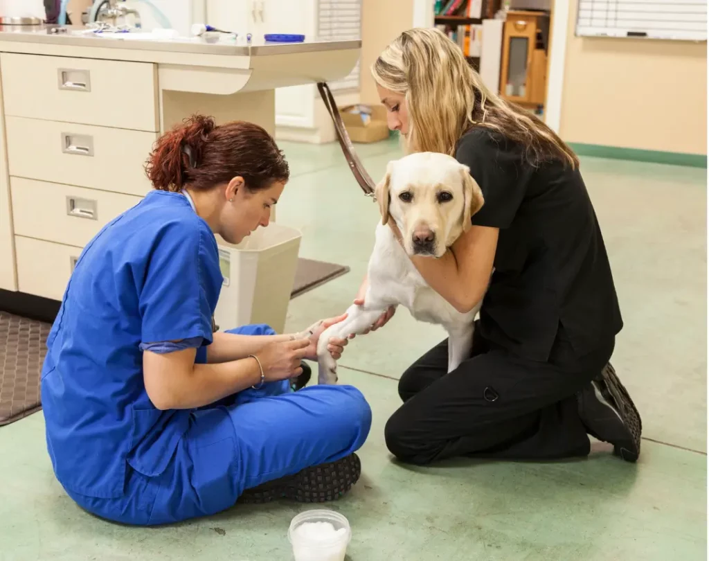 AI is set to revolutionize veterinary medicine by enhancing diagnostic accuracy, optimizing operations, and personalizing care.