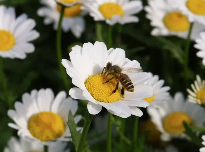 By understanding the challenges bees face and taking concerted action to mitigate these threats, we can ensure that bees continue to support life on Earth in myriad essential ways.