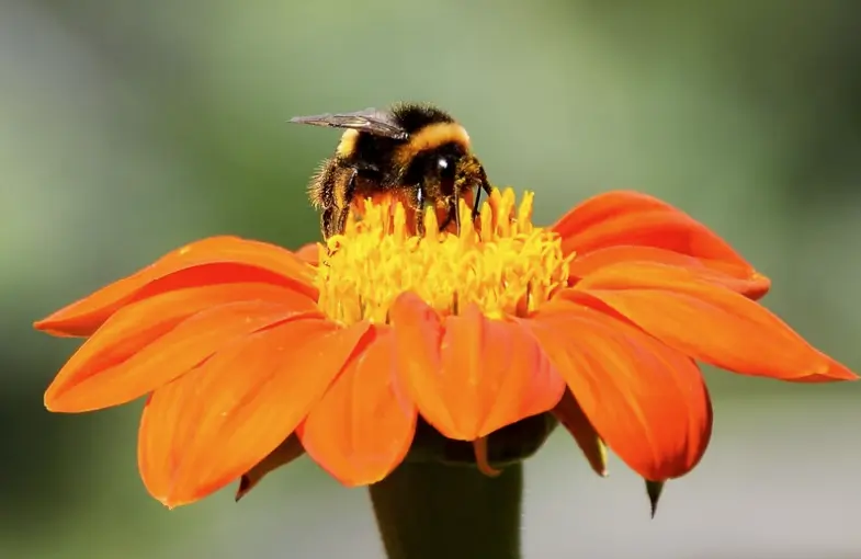 By understanding the challenges bees face and taking concerted action to mitigate these threats, we can ensure that bees continue to support life on Earth in myriad essential ways.